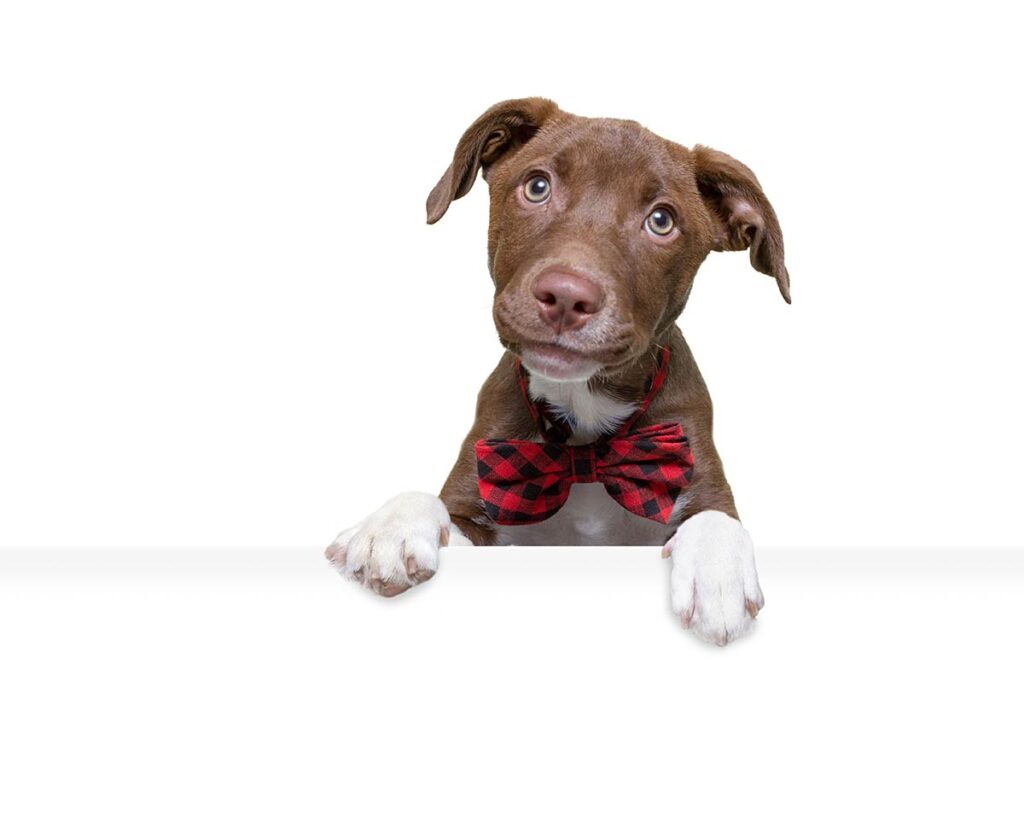 Prey Model Raw (PMR) Diet for Pitbull Puppies: Essential Information