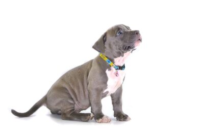 Pitbull Puppy BARF Diet Guide (Biologically Appropriate Raw Food)